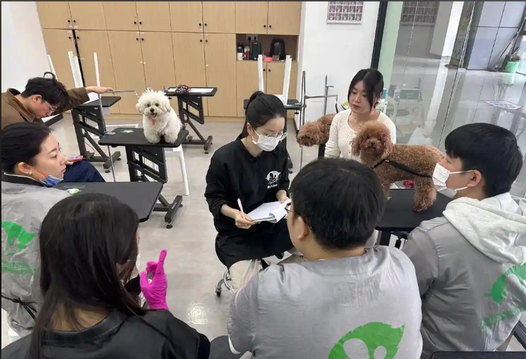 清远市宠物美容培训宠物美容培训学校 - 价格